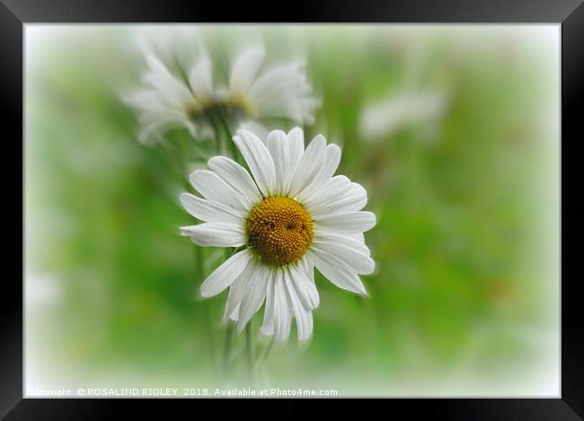"Daisy Time" Framed Print by ROS RIDLEY