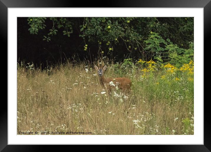 Deer in the field  Framed Mounted Print by Fabrizio Malisan