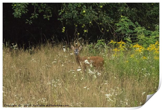 Deer in the field  Print by Fabrizio Malisan