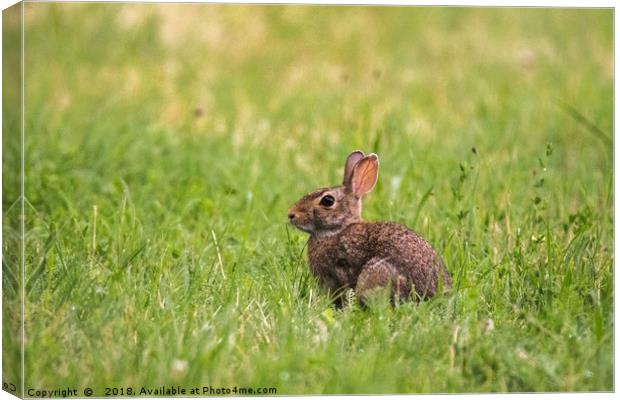A little wild rabbit in the field Canvas Print by Fabrizio Malisan