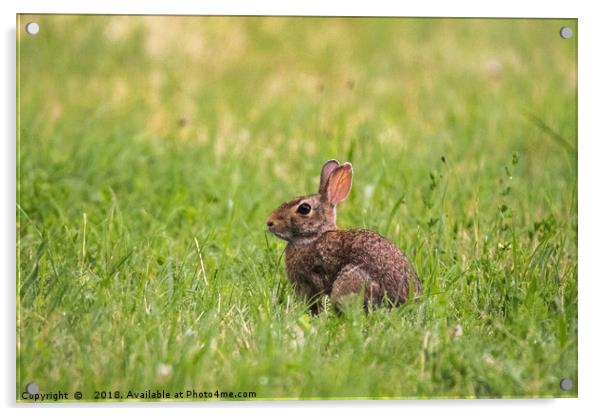 A little wild rabbit in the field Acrylic by Fabrizio Malisan
