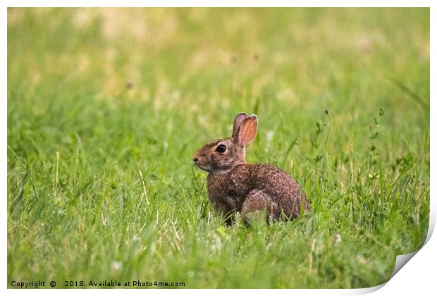 A little wild rabbit in the field Print by Fabrizio Malisan