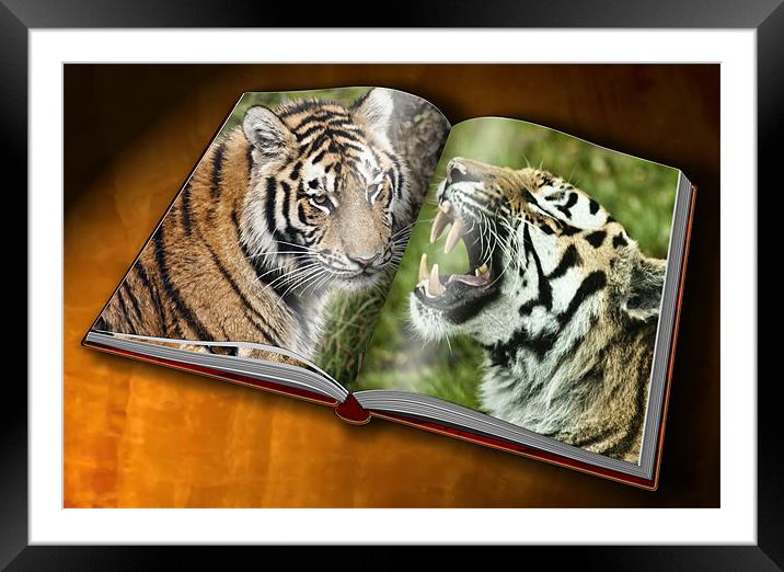 Tiger Photobook Framed Mounted Print by Sam Smith