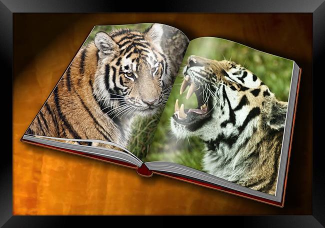 Tiger Photobook Framed Print by Sam Smith