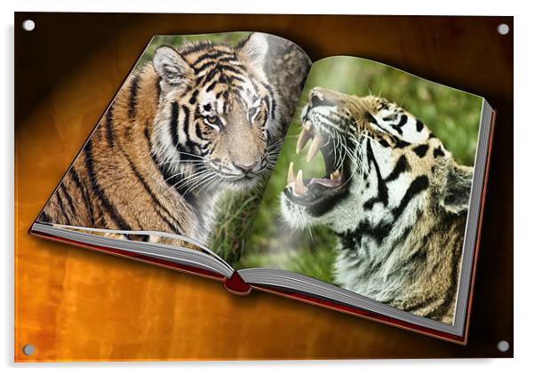 Tiger Photobook Acrylic by Sam Smith