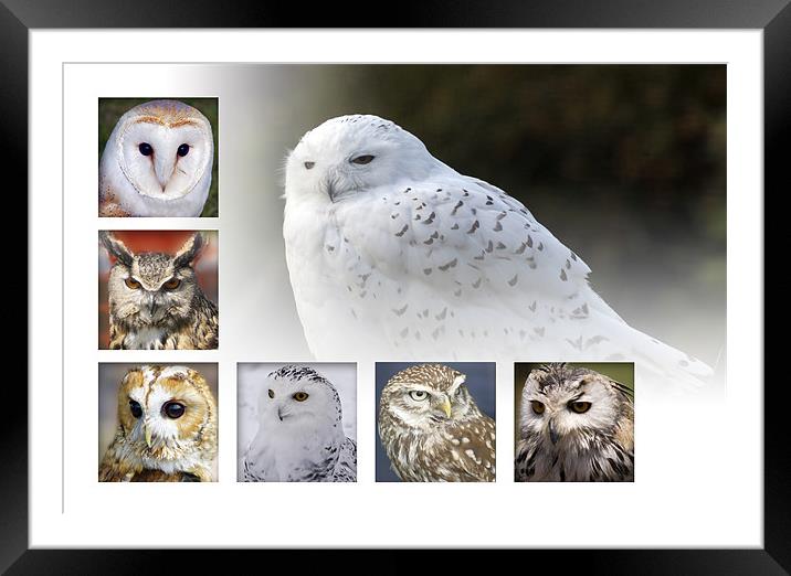 Owls Framed Mounted Print by Sam Smith