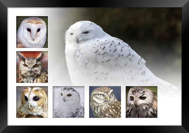 Owls Framed Print by Sam Smith