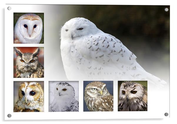 Owls Acrylic by Sam Smith