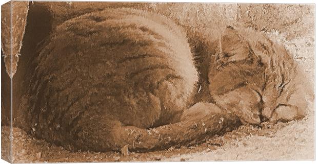 Sleeping Kitty Canvas Print by Lauren Meyerink
