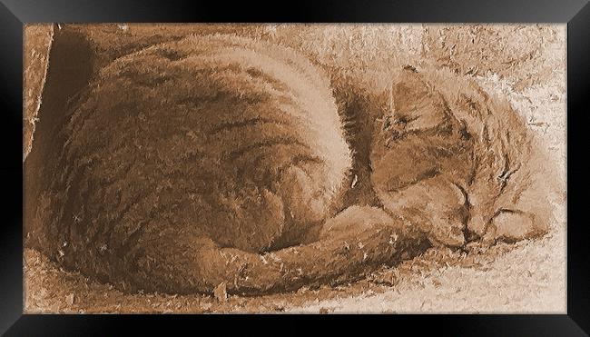Sleeping Kitty Framed Print by Lauren Meyerink