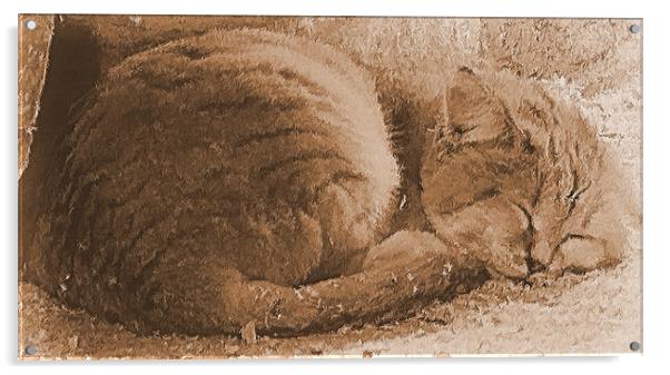 Sleeping Kitty Acrylic by Lauren Meyerink
