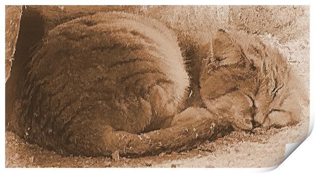 Sleeping Kitty Print by Lauren Meyerink