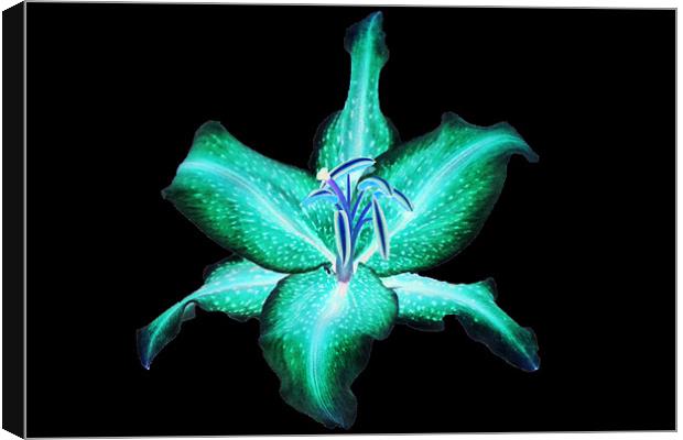 Neon Lily Canvas Print by Donna Collett