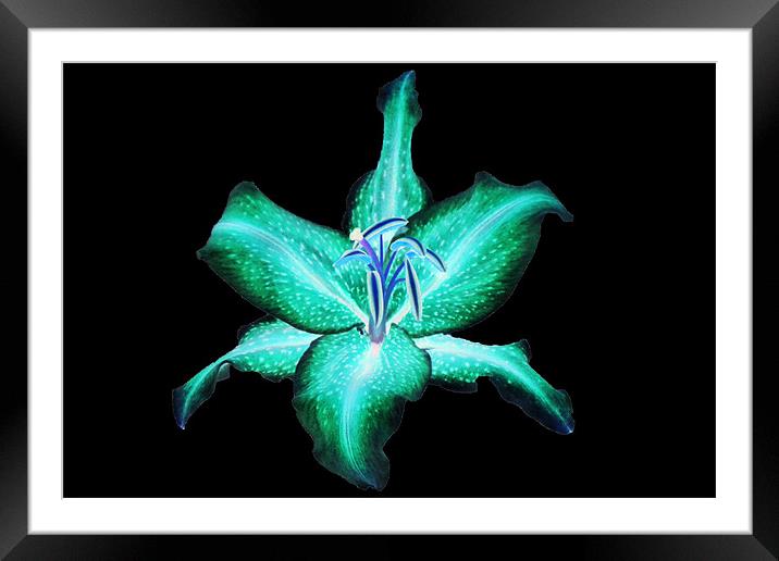 Neon Lily Framed Mounted Print by Donna Collett