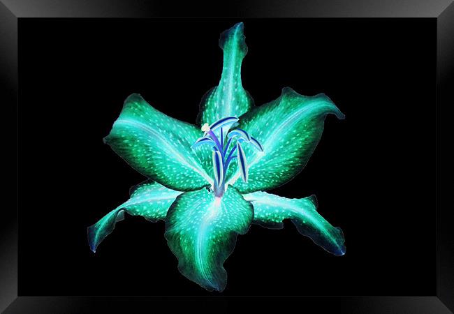 Neon Lily Framed Print by Donna Collett