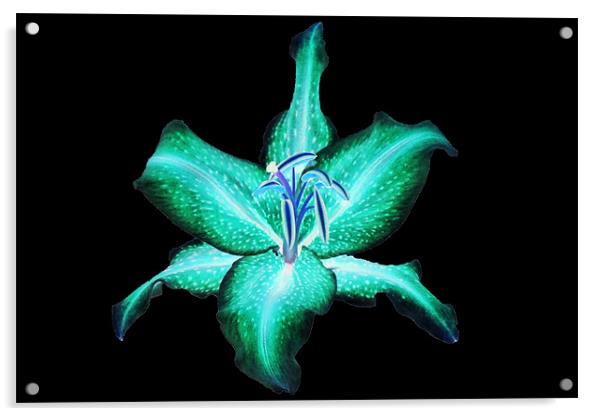 Neon Lily Acrylic by Donna Collett