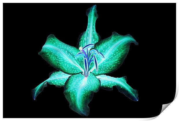 Neon Lily Print by Donna Collett