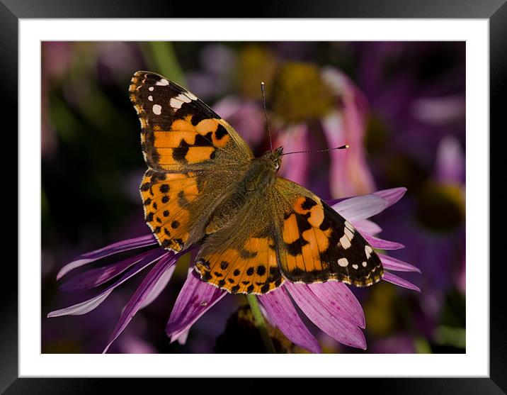 Painted Lady Framed Mounted Print by Pete Hemington