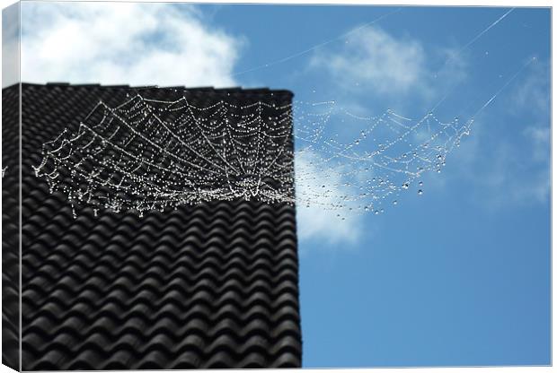 Wet Spider Web Canvas Print by Vera Azevedo