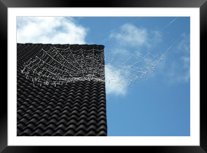 Wet Spider Web Framed Mounted Print by Vera Azevedo
