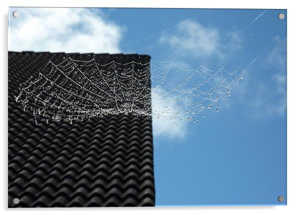 Wet Spider Web Acrylic by Vera Azevedo