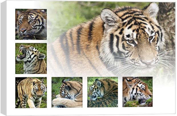 Tigers Canvas Print by Sam Smith