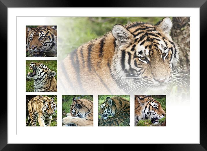 Tigers Framed Mounted Print by Sam Smith