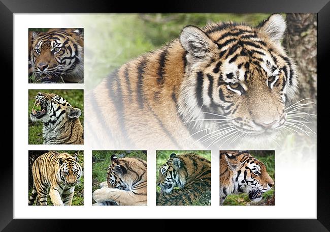 Tigers Framed Print by Sam Smith