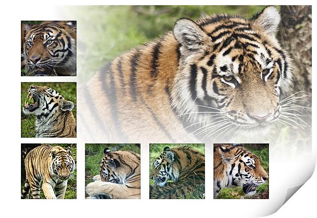Tigers Print by Sam Smith