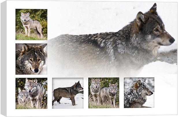 Wolves Canvas Print by Sam Smith