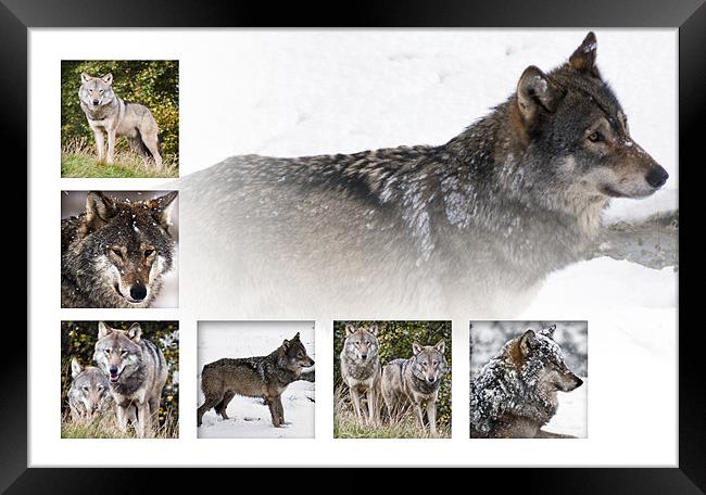 Wolves Framed Print by Sam Smith