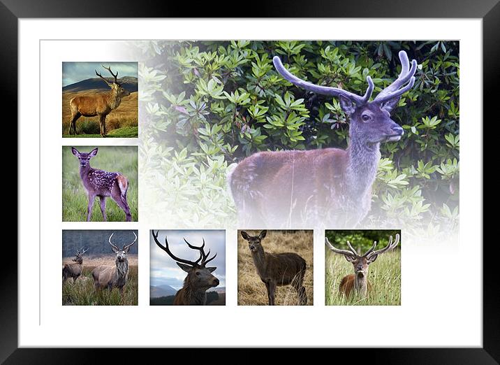 Deer Framed Mounted Print by Sam Smith