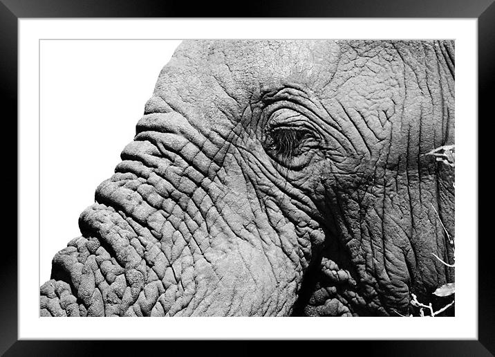 Elephant face Framed Mounted Print by Clare FitzGerald