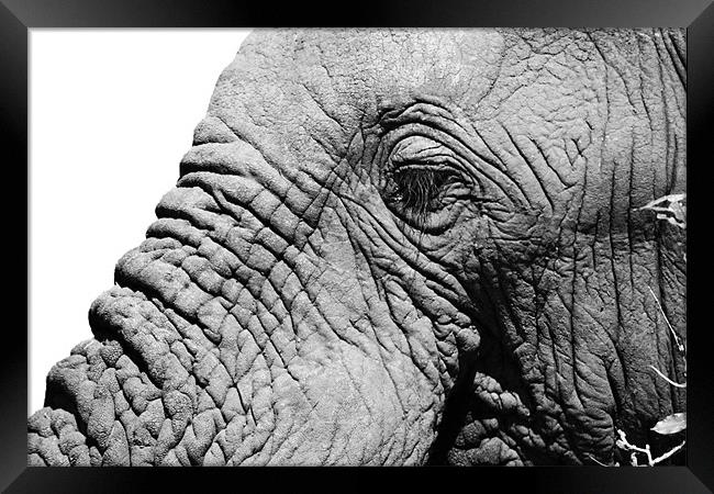 Elephant face Framed Print by Clare FitzGerald