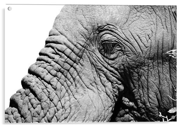 Elephant face Acrylic by Clare FitzGerald