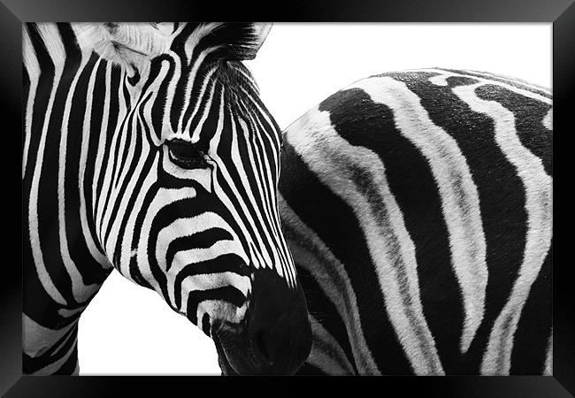 Zebra Crossing Framed Print by Clare FitzGerald