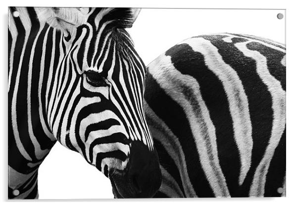 Zebra Crossing Acrylic by Clare FitzGerald