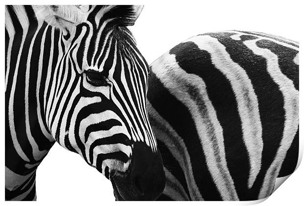 Zebra Crossing Print by Clare FitzGerald