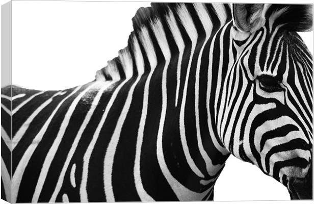 Spot the Stripes Canvas Print by Clare FitzGerald