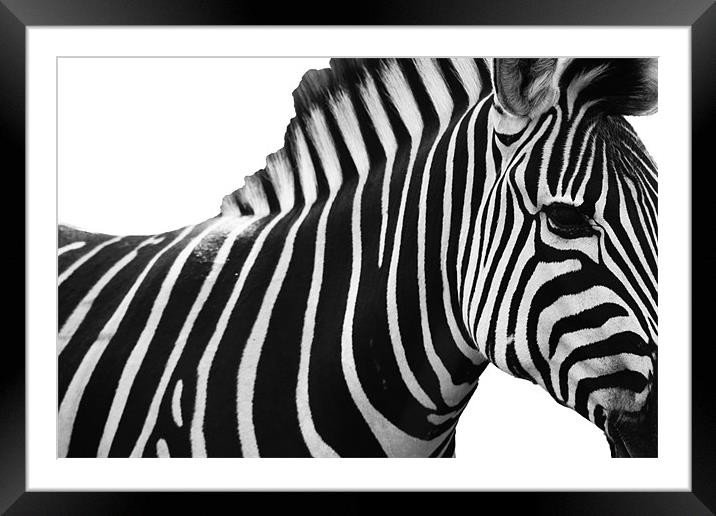 Spot the Stripes Framed Mounted Print by Clare FitzGerald