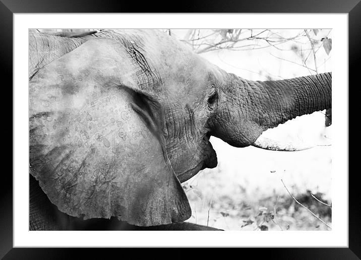 Elephant Smile Framed Mounted Print by Clare FitzGerald