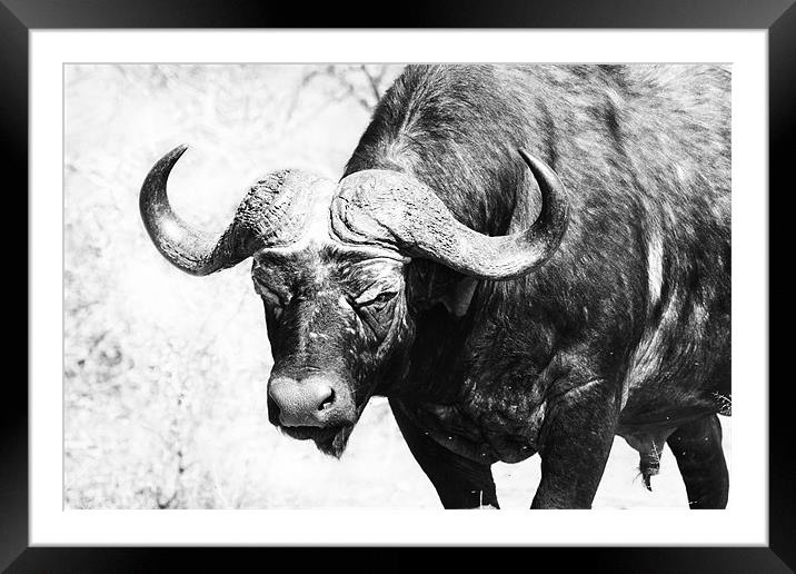 Roaming Buffalo Framed Mounted Print by Clare FitzGerald