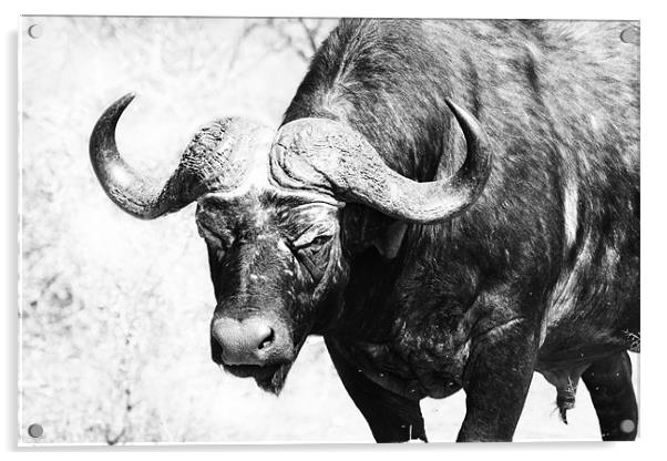Roaming Buffalo Acrylic by Clare FitzGerald