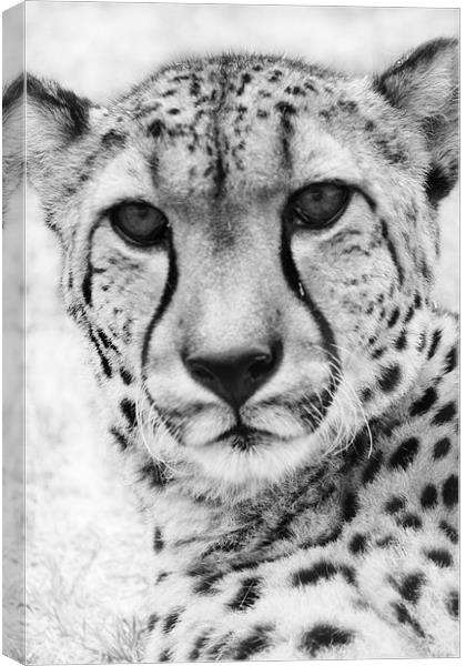 Cheetah Canvas Print by Clare FitzGerald