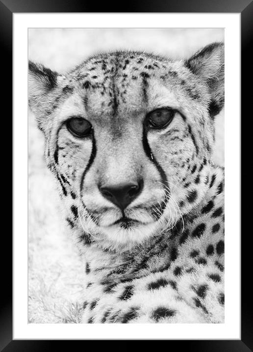Cheetah Framed Mounted Print by Clare FitzGerald