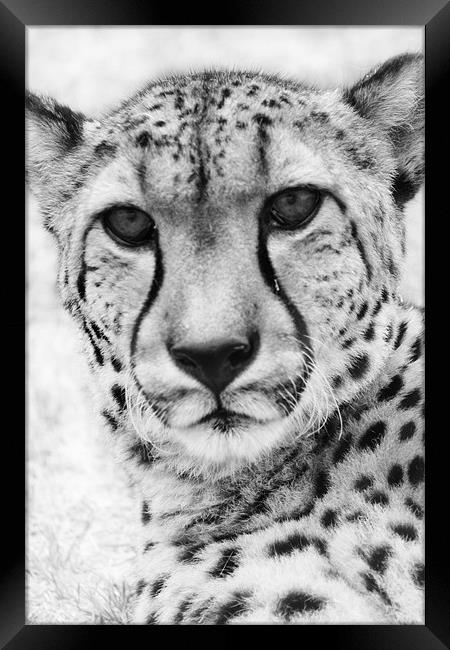 Cheetah Framed Print by Clare FitzGerald