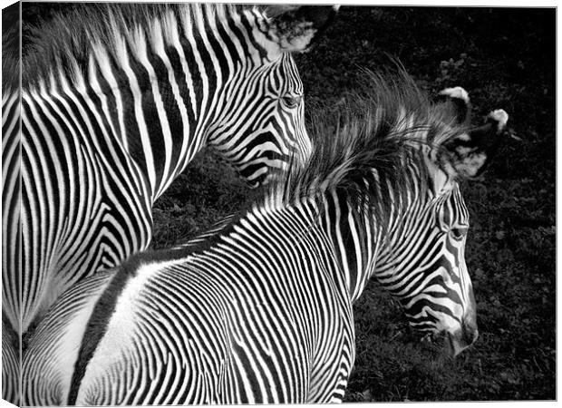Two Zebras Together Canvas Print by Zoe Anderson