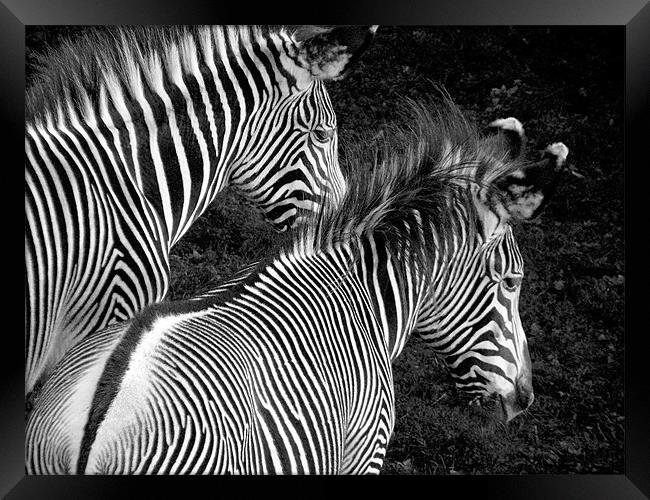 Two Zebras Together Framed Print by Zoe Anderson