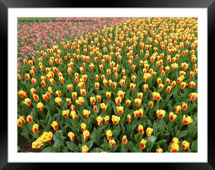 Tulips at the Keukenhof Gardens, Netherlands Framed Mounted Print by Stephen Carvell