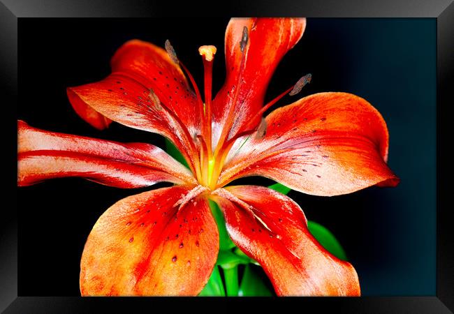 Bright Red Lily        Framed Print by Tony Swain
